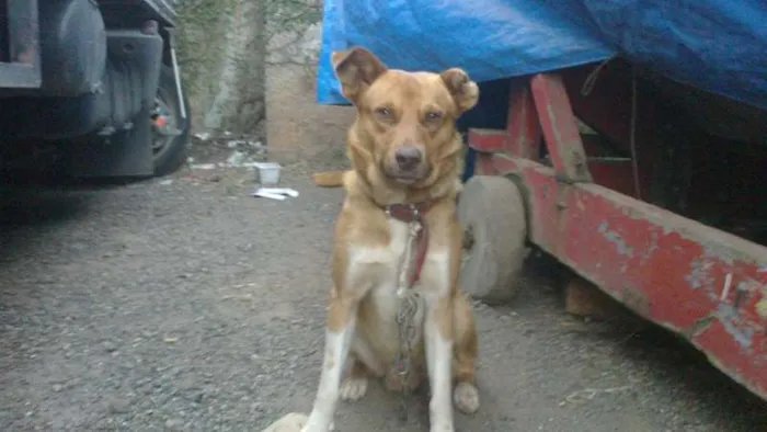 Cachorro ra a SRD idade  nome THOR