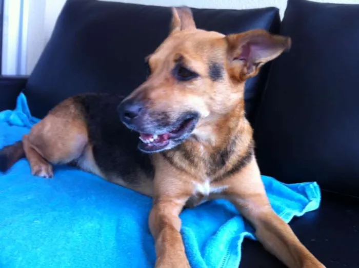 Cachorro raça SRD idade 2 anos nome Sem nome