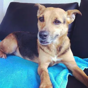 Cachorro raça SRD idade 2 anos nome Sem nome