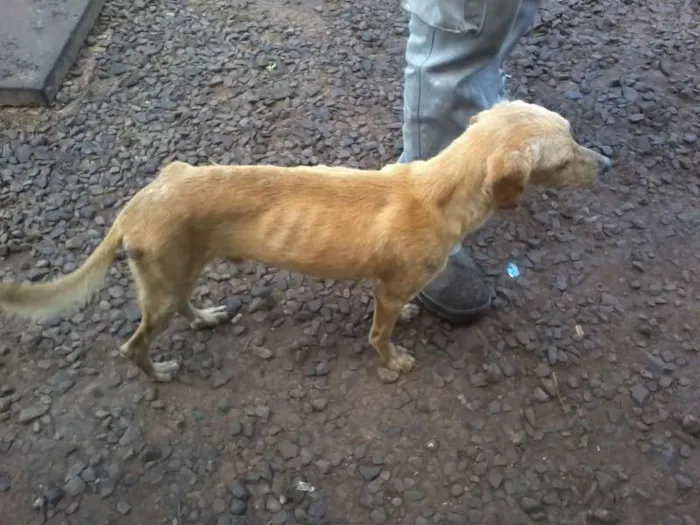 Cachorro ra a SRD idade 7 a 11 meses nome COSTELINHA