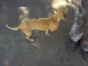 Cachorro raça SRD idade 7 a 11 meses nome COSTELINHA