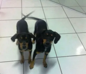 Cachorro raça vira-lata idade 2 a 6 meses nome sem nome