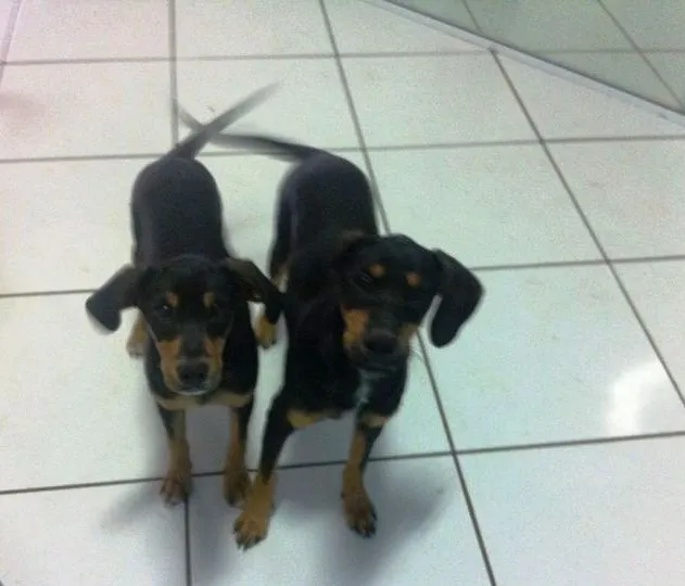 Cachorro raça vira-lata idade 2 a 6 meses nome sem nome