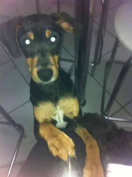 Cachorro raça SRD idade 2 a 6 meses nome sem nome