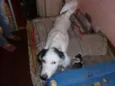 Negão / Bilu / Lulu
