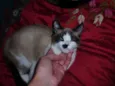 Negão / Bilu / Lulu