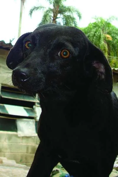 Cachorro raça indefinida idade 2 anos nome fernanda e chiara