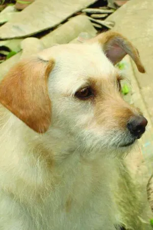 Cachorro raça indefinida idade 2 anos nome fernanda e chiara