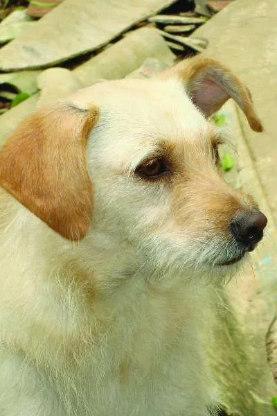 Cachorro raça indefinida idade 2 anos nome fernanda e chiara