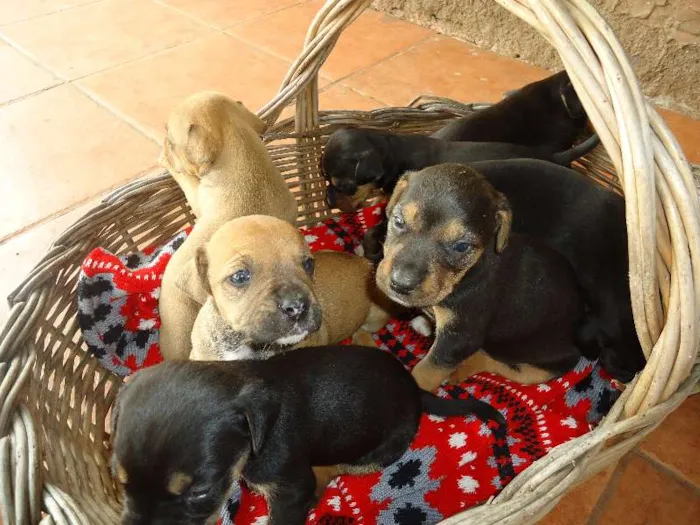 Cachorro ra a Pit-Bull com vira lata  idade Abaixo de 2 meses nome Filhotes