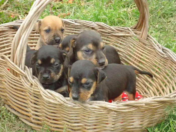 Cachorro ra a Pit-Bull com vira lata  idade Abaixo de 2 meses nome Filhotes