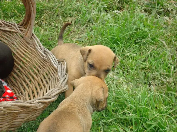 Cachorro ra a Pit-Bull com vira lata  idade Abaixo de 2 meses nome Filhotes