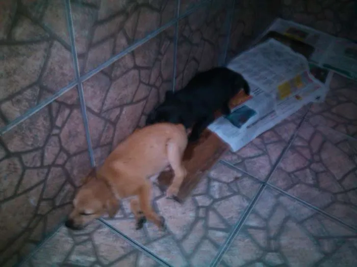 Cachorro raça INDEFINIDA idade Abaixo de 2 meses nome SEM NOME