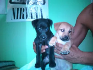 Cachorro raça INDEFINIDA idade Abaixo de 2 meses nome SEM NOME