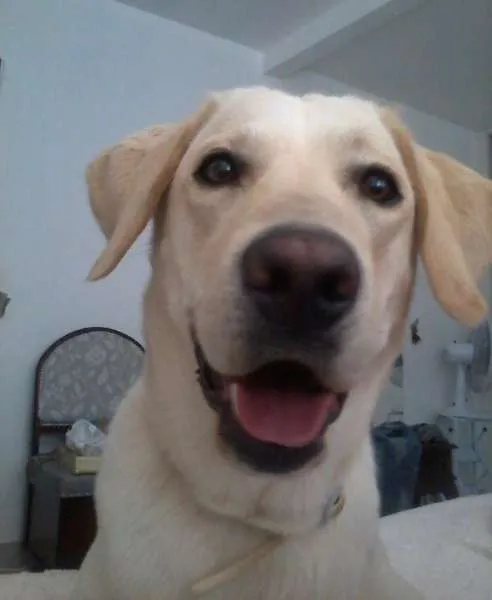 Cachorro ra a Labrador idade 2 anos nome Thor GRATIFICA