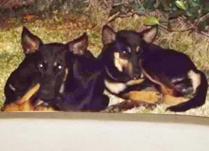 Cachorro raça Vira latas idade 2 anos nome sem nome