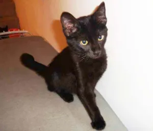 Gato raça SRD idade 2 a 6 meses nome Wilson