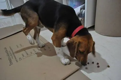 Cachorro ra a Beagle idade 2 anos nome Beagle