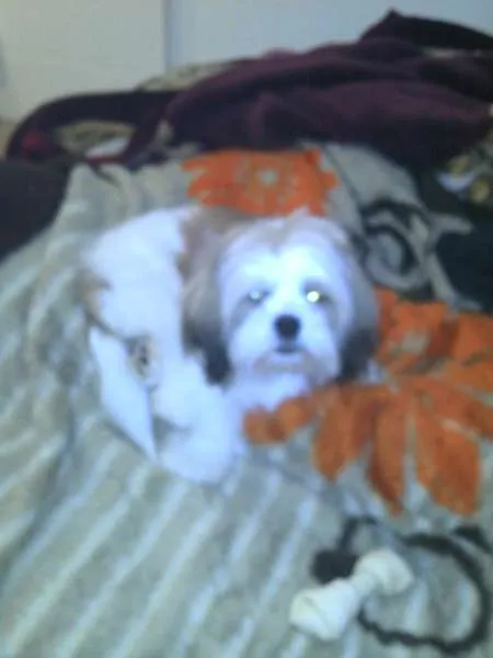 Cachorro raça Lhasa Apso idade 7 a 11 meses nome Brad