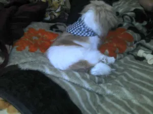 Cachorro raça Lhasa Apso idade 7 a 11 meses nome Brad