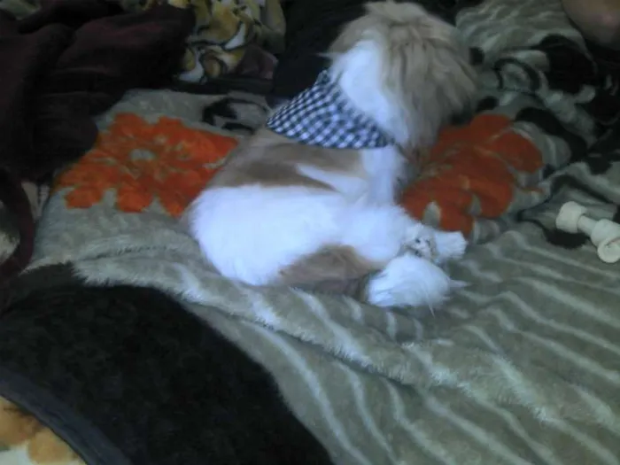 Cachorro raça Lhasa Apso idade 7 a 11 meses nome Brad