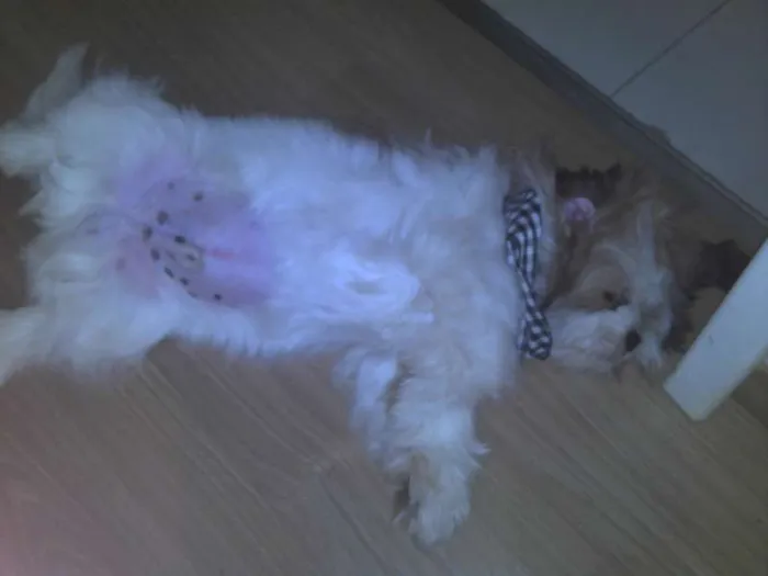 Cachorro raça Lhasa Apso idade 7 a 11 meses nome Brad