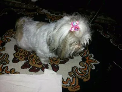 Cachorro ra a SHIH-TZU idade  nome CACHORRINHA PERDIDA