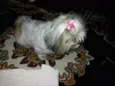 CACHORRINHA PERDIDA