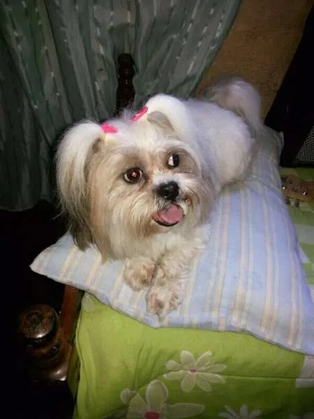 Cachorro ra a SHIH-TZU idade  nome CACHORRINHA PERDIDA