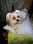 CACHORRINHA PERDIDA