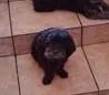 Cachorro ra a Poodle idade 3 anos nome Spark