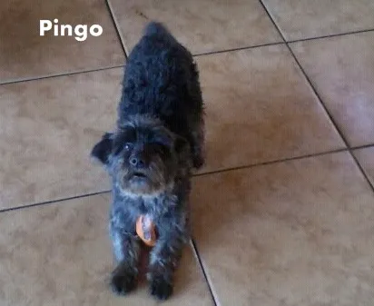 Cachorro ra a Poodle idade 6 ou mais anos nome Pingo