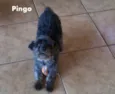 Pingo