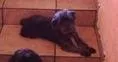 Cachorro raça Poodle idade 6 ou mais anos nome Pingo