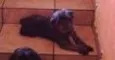 Pingo