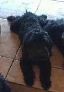 Cachorro ra a Poodle idade 2 anos nome Fofo