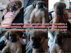 Cachorro raça SRD idade 2 a 6 meses nome QUINCY