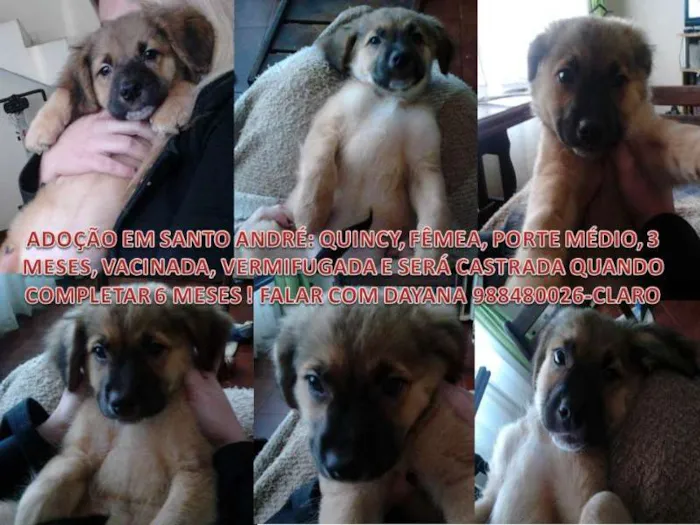 Cachorro ra a SRD idade 2 a 6 meses nome QUINCY