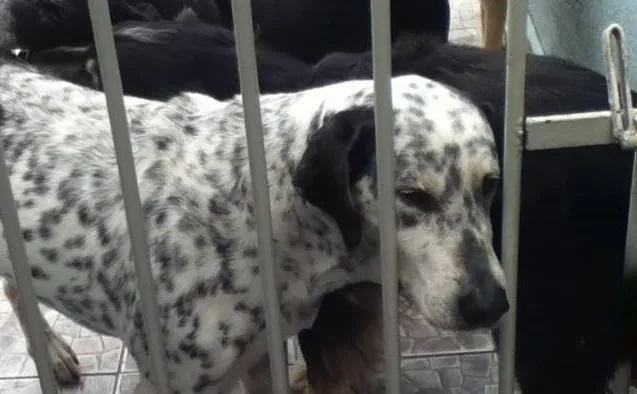 Cachorro ra a SRD idade 6 ou mais anos nome july