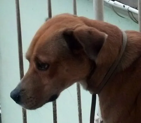 Cachorro ra a SRD idade 2 anos nome Boby