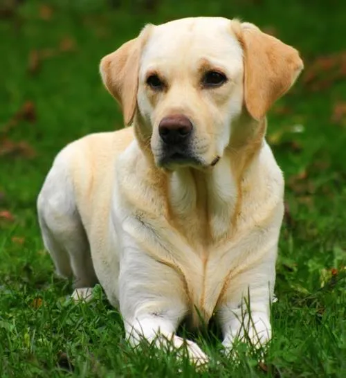 Cachorro ra a Labrador idade 1 ano nome Bóris
