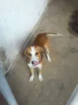 paçoca