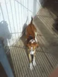paçoca