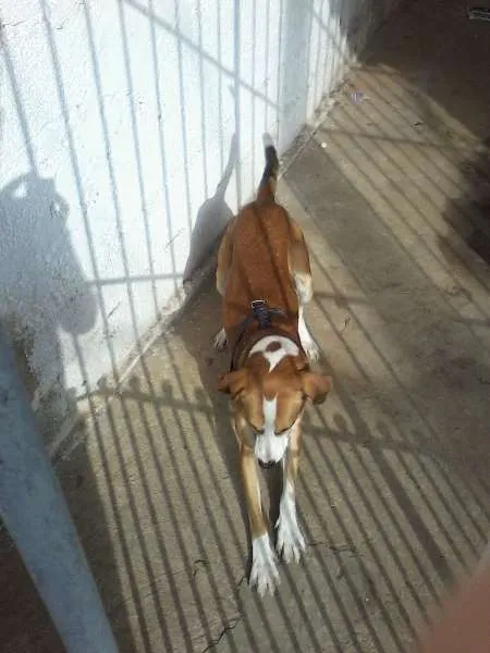 Cachorro ra a srd idade 2 anos nome paçoca