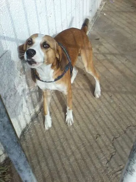 Cachorro ra a srd idade 2 anos nome paçoca