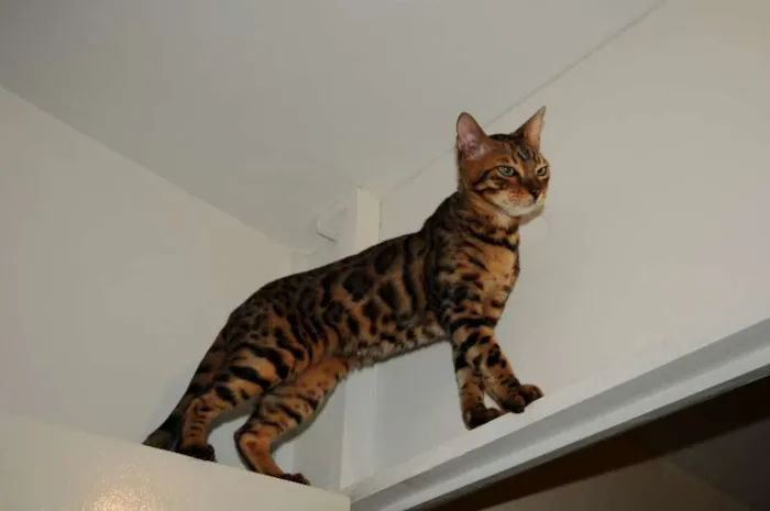 Gato raça Bengal idade 2 anos nome Tigrinus Farrokh GR