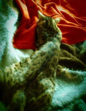 Gato raça Bengal idade 2 anos nome Tigrinus Farrokh GR