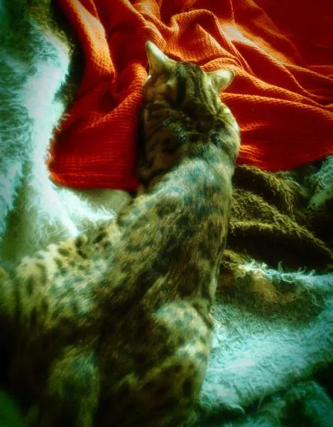 Gato raça Bengal idade 2 anos nome Tigrinus Farrokh GR