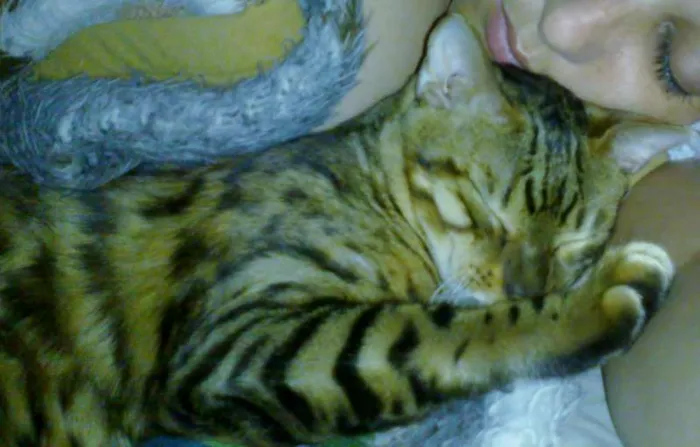 Gato raça Bengal idade 2 anos nome Tigrinus Farrokh GR