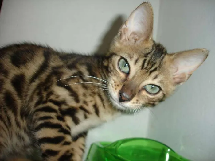 Gato raça Bengal idade 2 anos nome Tigrinus Farrokh GR
